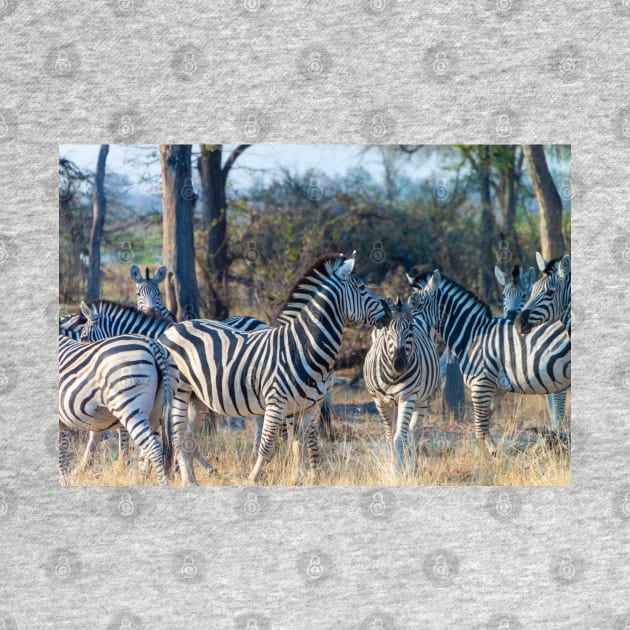 Zebra Herd in Moremi Game Reserve, Botswana by SafariByMarisa
